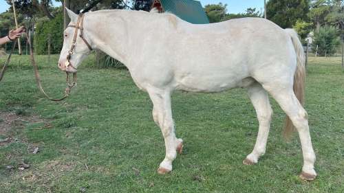 caballo manso en venta