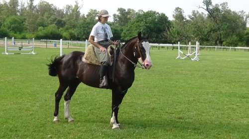 Caballo picazo overo