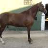 Caballo cruza de Peruano de paso