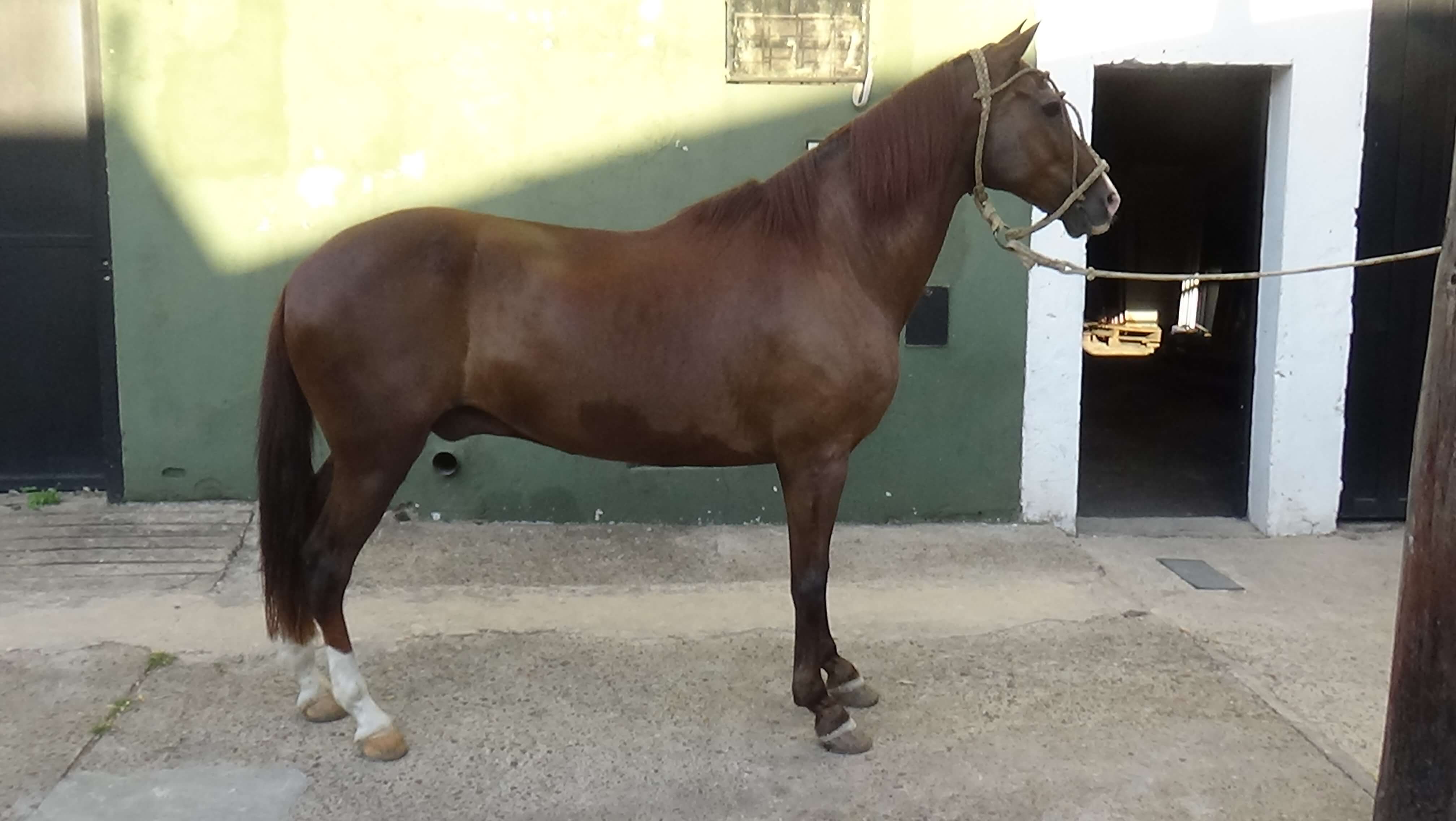 Caballo cruza de Peruano de paso