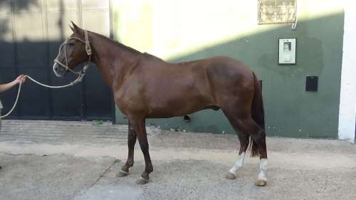Caballo cruza de Peruano de paso