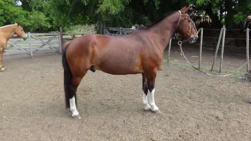 Caballo criollo puro Bodegon Palmerita