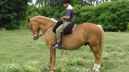 Caballo bayo naranja
