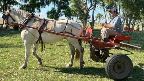 Yegua tordilla de pecho la nebulosa