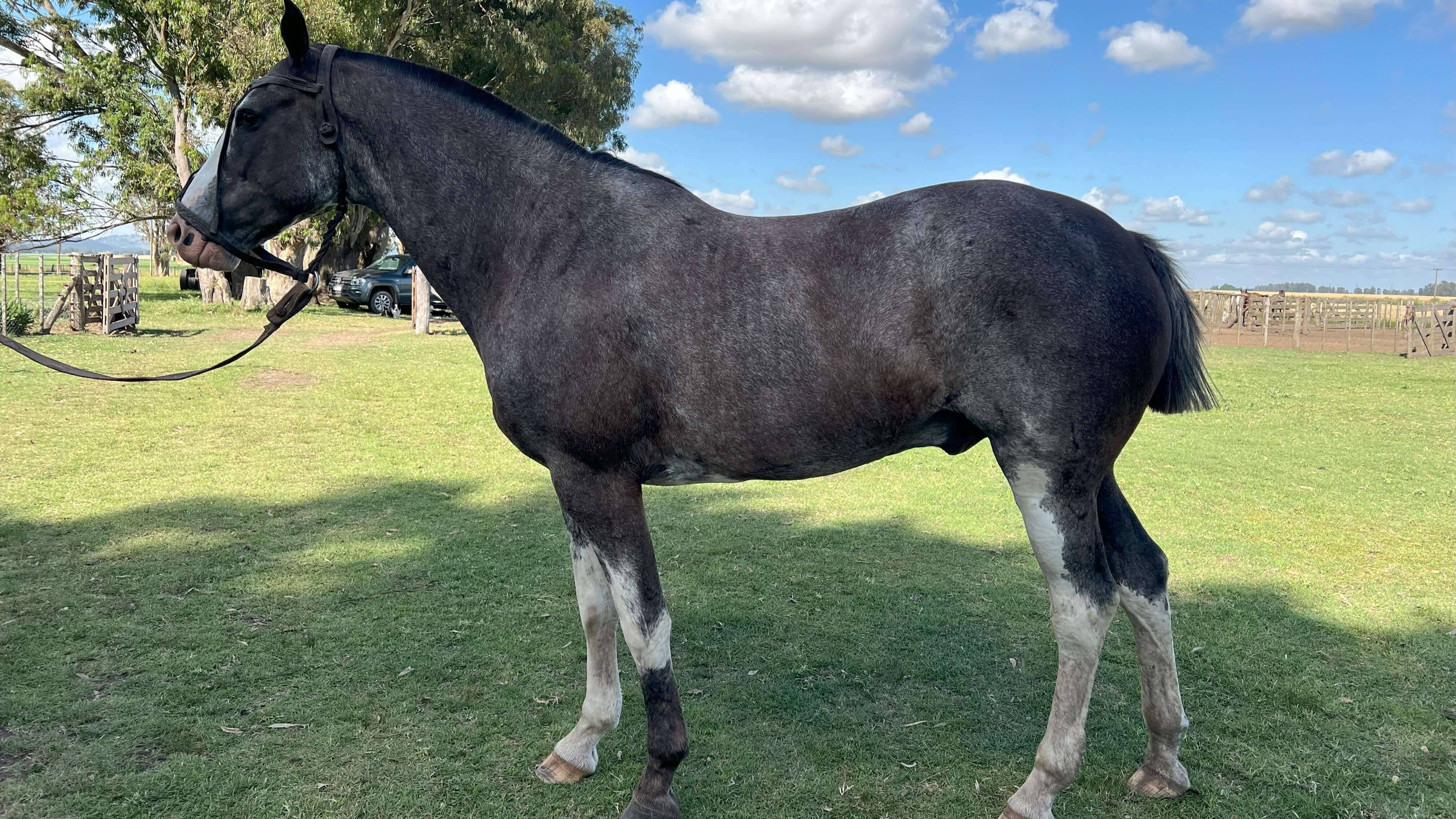 Caballo en venta overo azulejo de fisico
