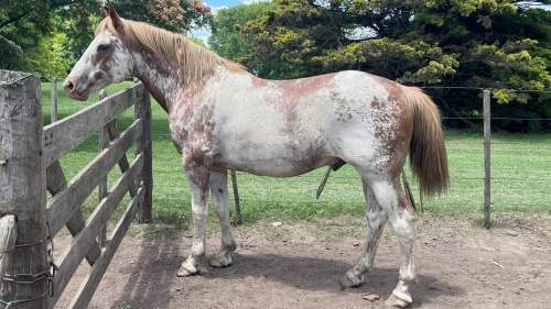 Padrillo overo Rosado entrepesado