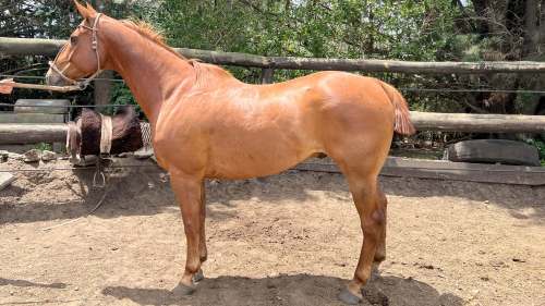 Caballo tostado cuarto de milla en venta destacado por su mansedumbre