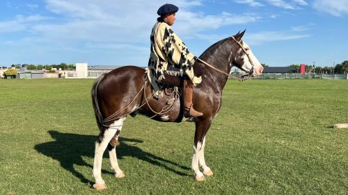 Caballo entrepesado de pelo pizaco overo Pampa