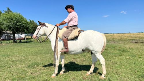 Caballo Tobiano entrepesado nuevo de campo