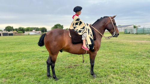 Caballo en venta mediano Zaino