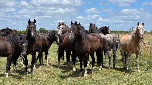 tropilla de Potros Picazos de Chascomús