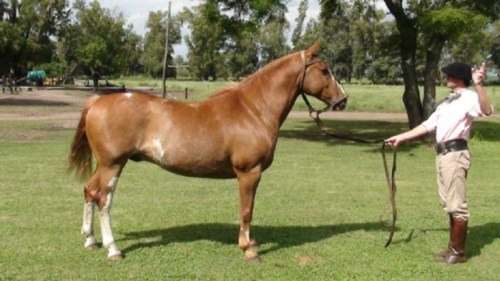 Caballo alazan overo manso garantido