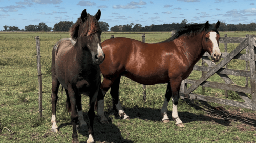 YEGUAS CRIOLLAS PURAS SIN REGISTRO IDEAL PARA MADRES