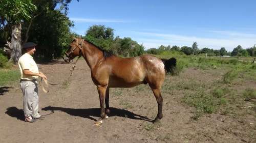 Caballo anca nevada muy lindo