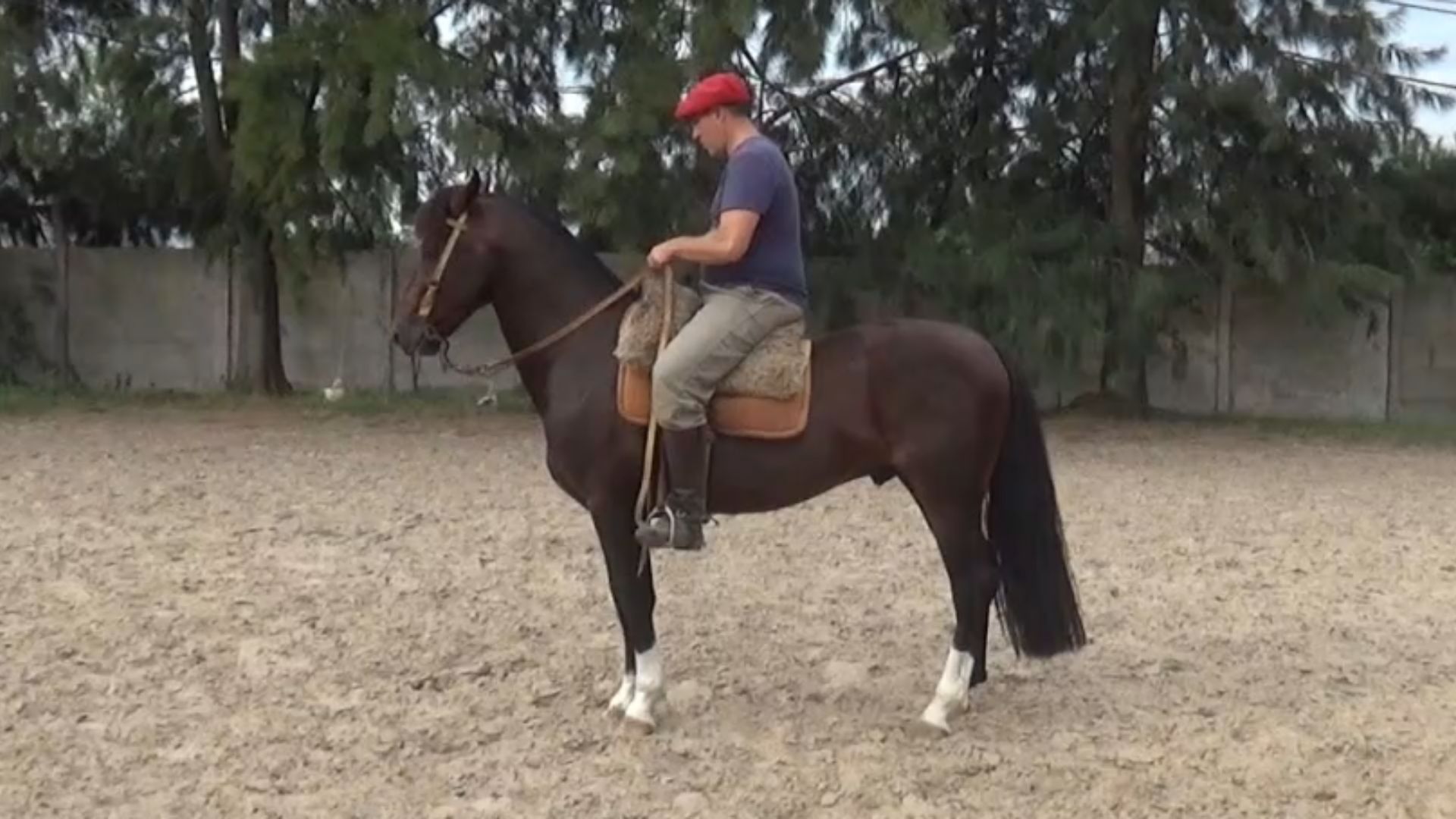 caballo criollo en venta