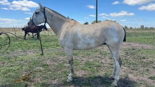 CABALLO en venta BAYO OVERO ENTREPESADO MANSO