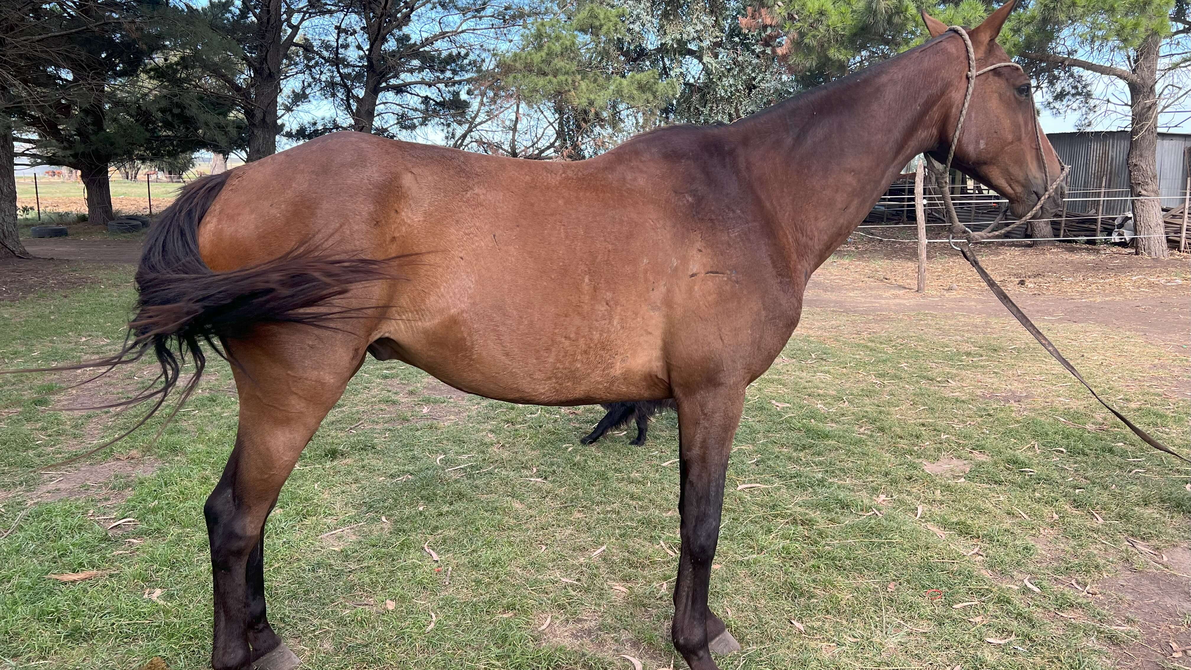 Caballo en venta zaino mestizo ideal para deporte