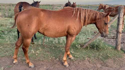 POTRANCA CUARTO DE MILLA REGISTRADA SHINE RED STAR