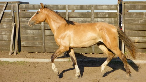 Potro en venta gateado listo para domar