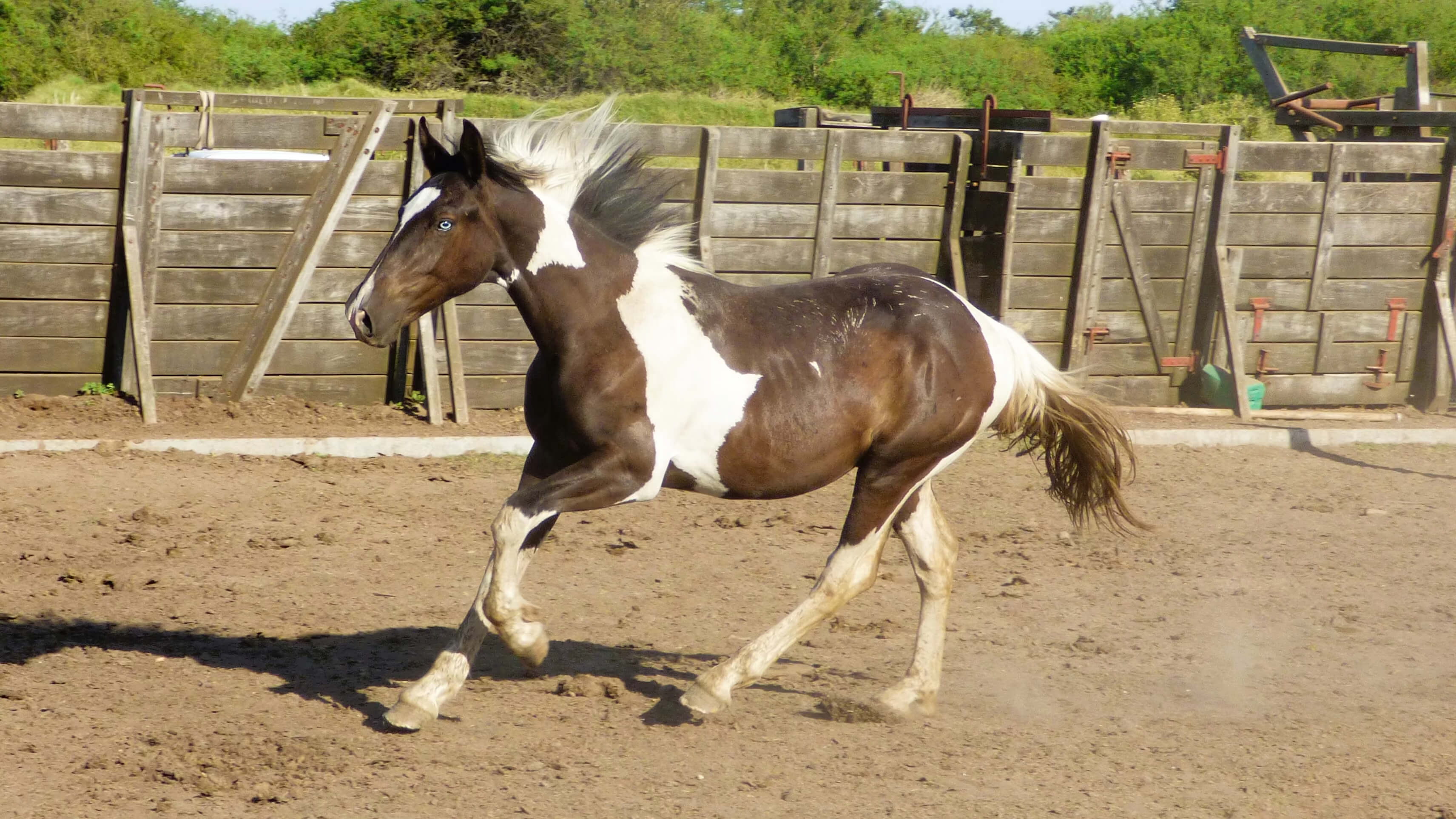 Potrillo tobiano negro en venta
