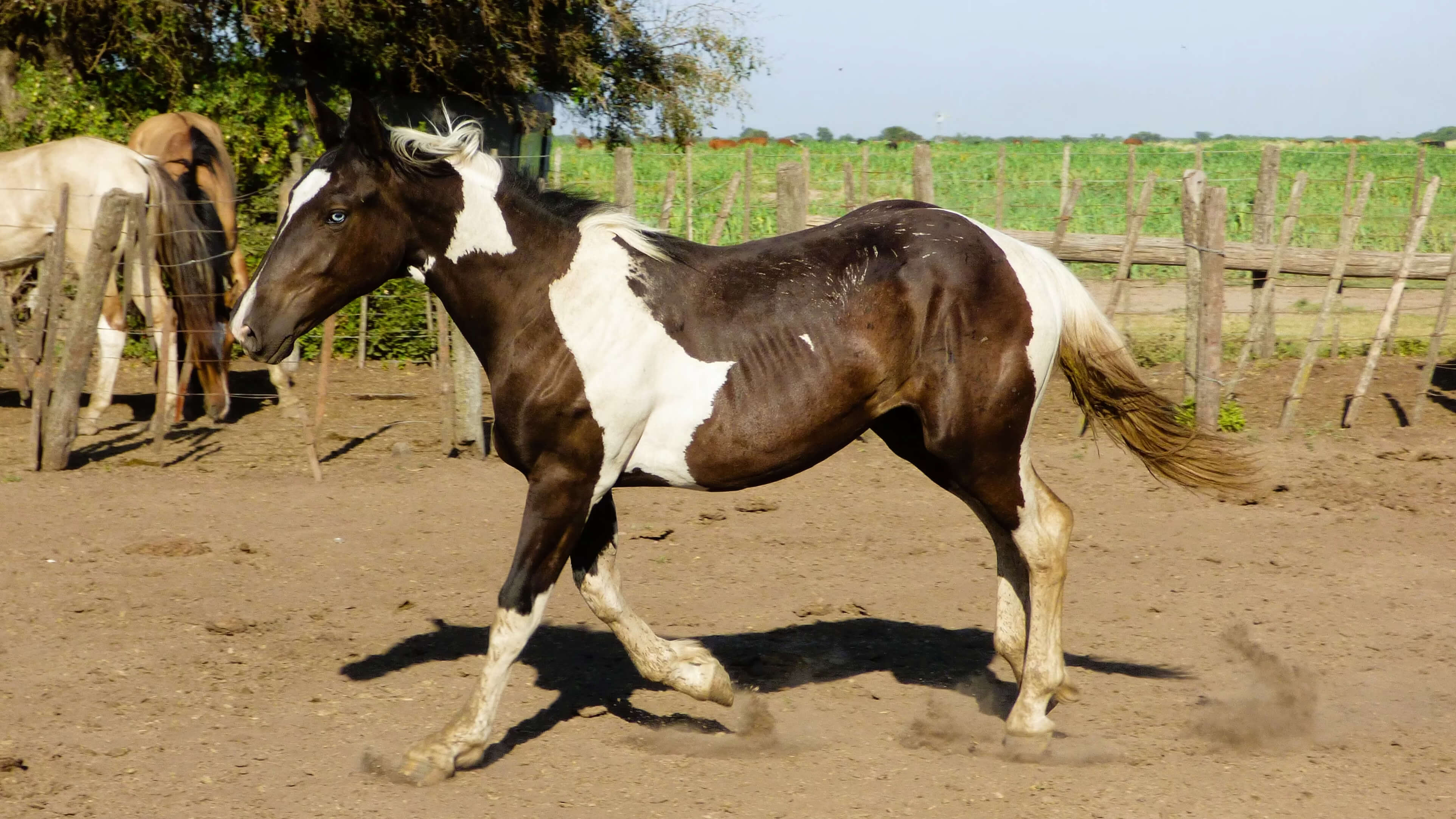 Potrillo tobiano negro en venta