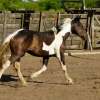 Potrillo tobiano negro en venta