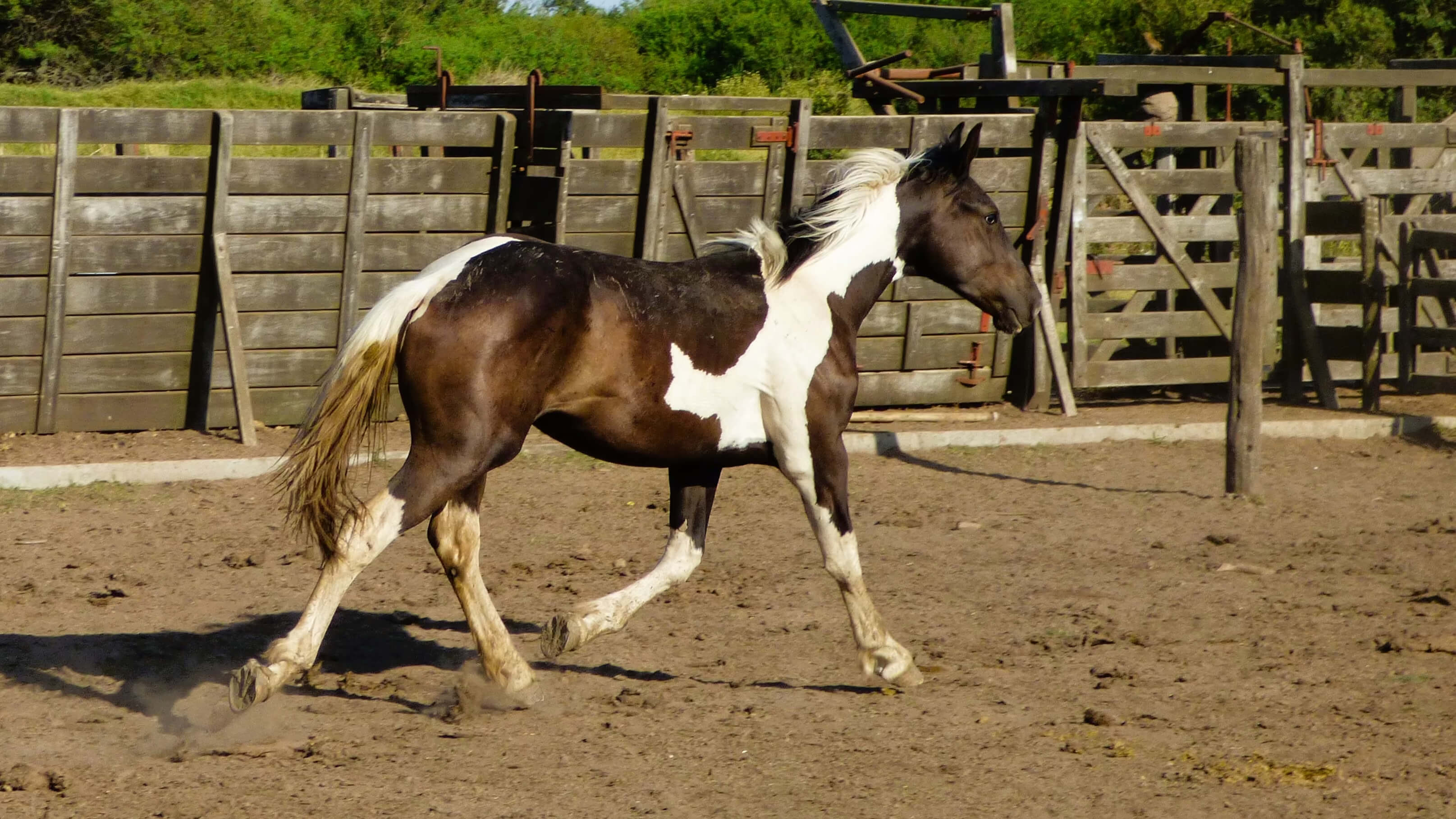 Potrillo tobiano negro en venta