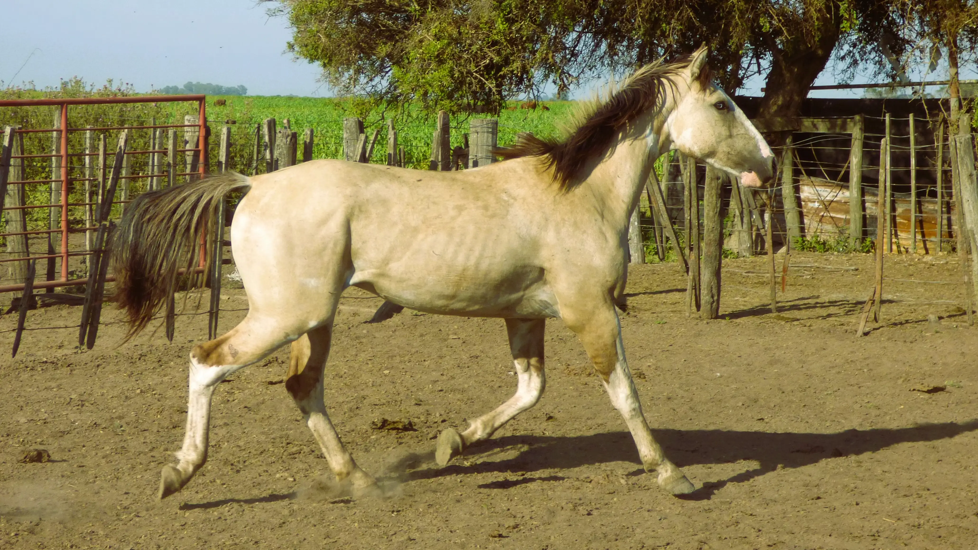 Potro en venta lobuno overo para domar