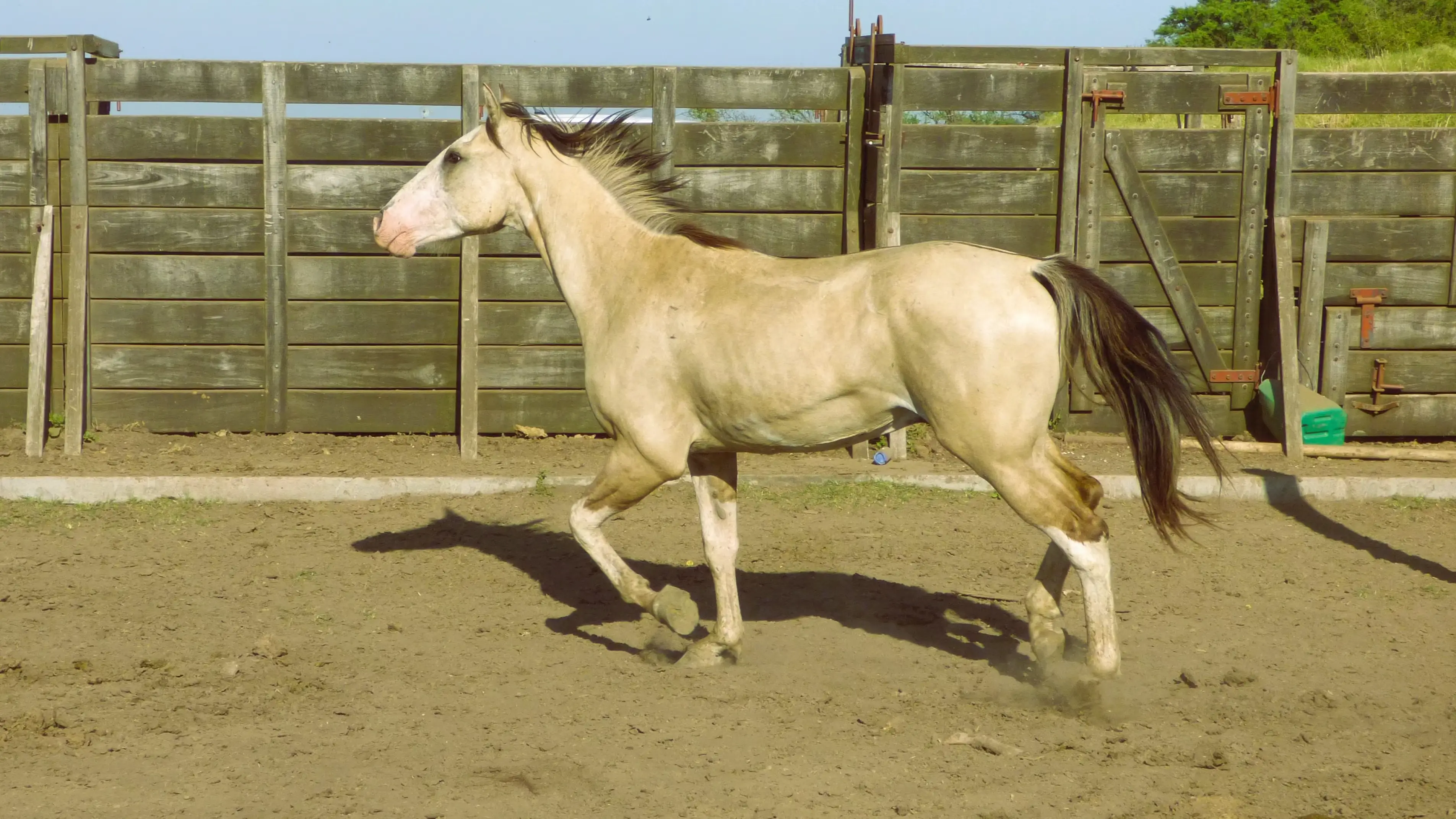 Potro en venta lobuno overo para domar