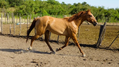 Potro gateado físico deportivo