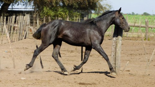 Potro en venta tordillo entrepesado