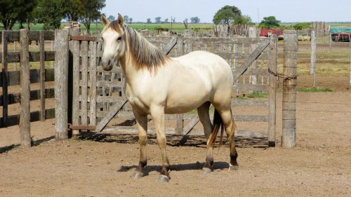 Potras en venta Tobiana negra entrepesada y baya cabos negros