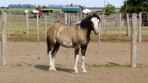 Potranca Lobuna en venta