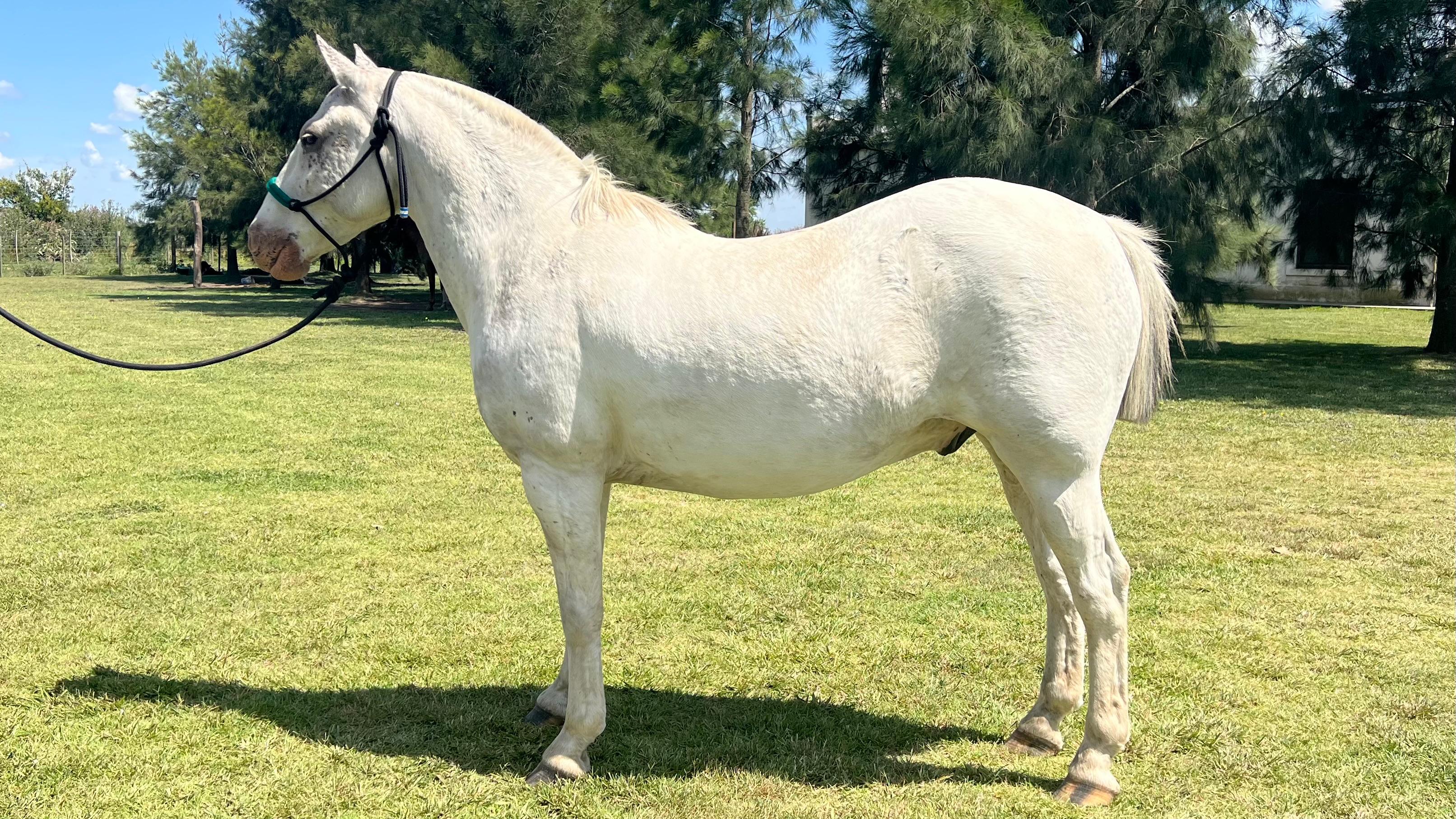 Caballo overo azulejo manso Escuela