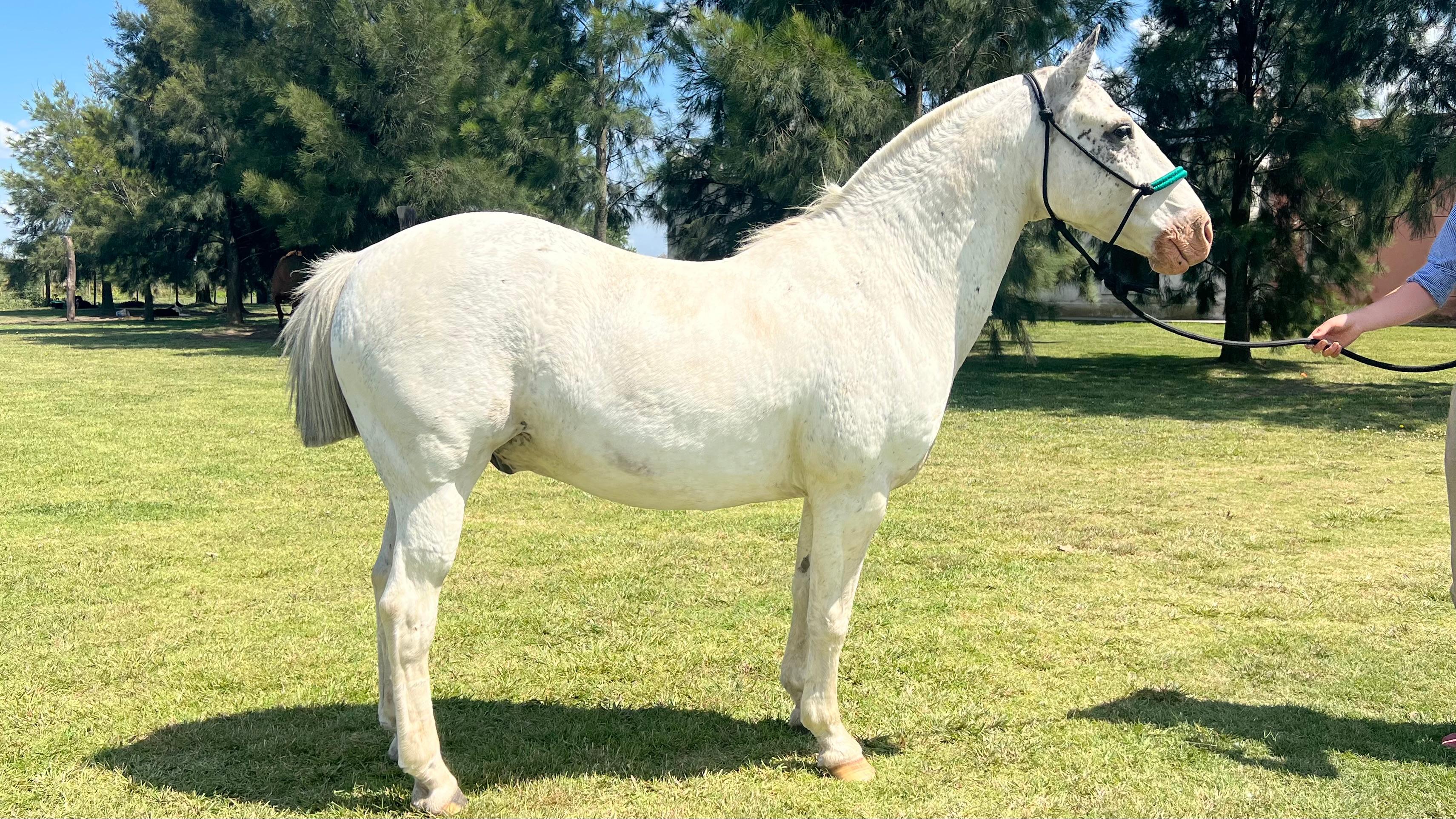 Caballo overo azulejo manso Escuela