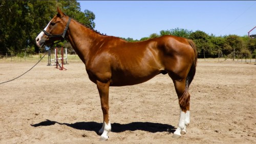 Caballo alazan calzado escuela para salto en venta