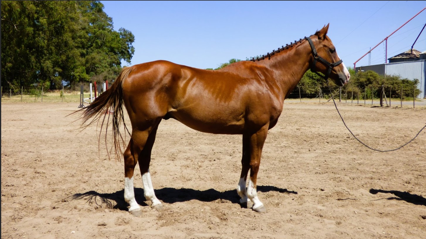 Caballo alazan calzado escuela para salto en venta