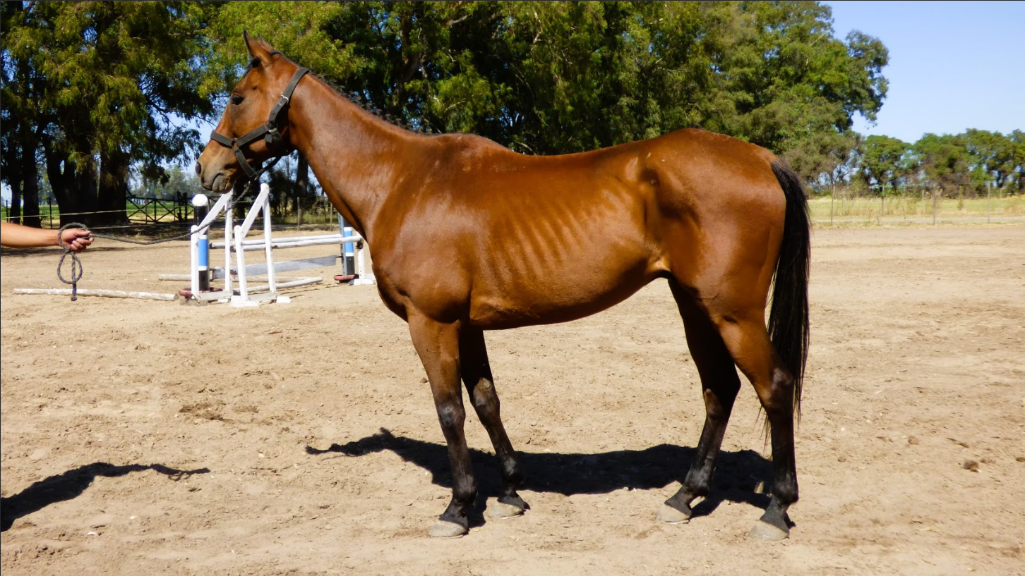 caballo zaino de salto escuela