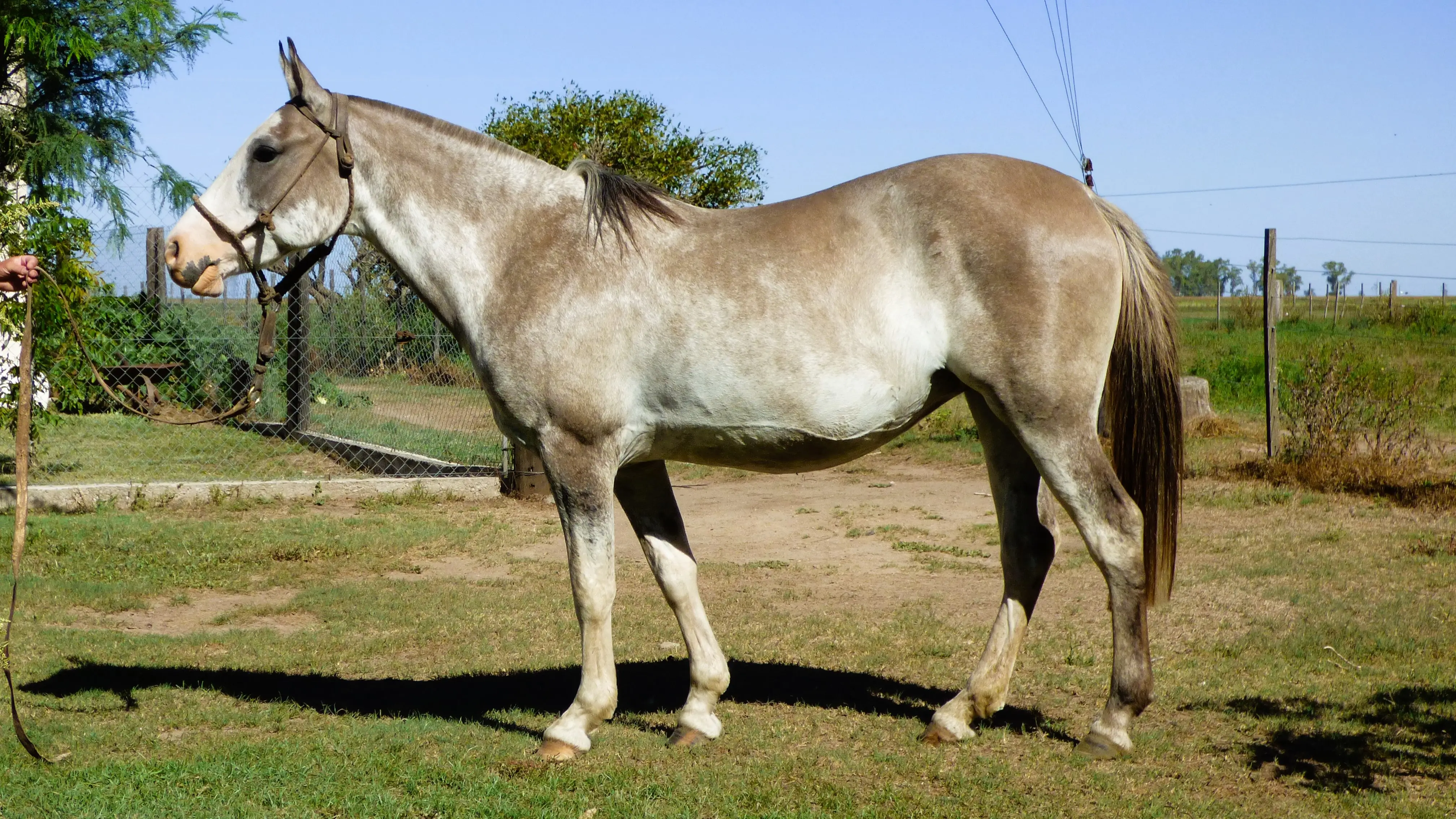 Yegua destacada overa lobuna para aprender a andar a caballo