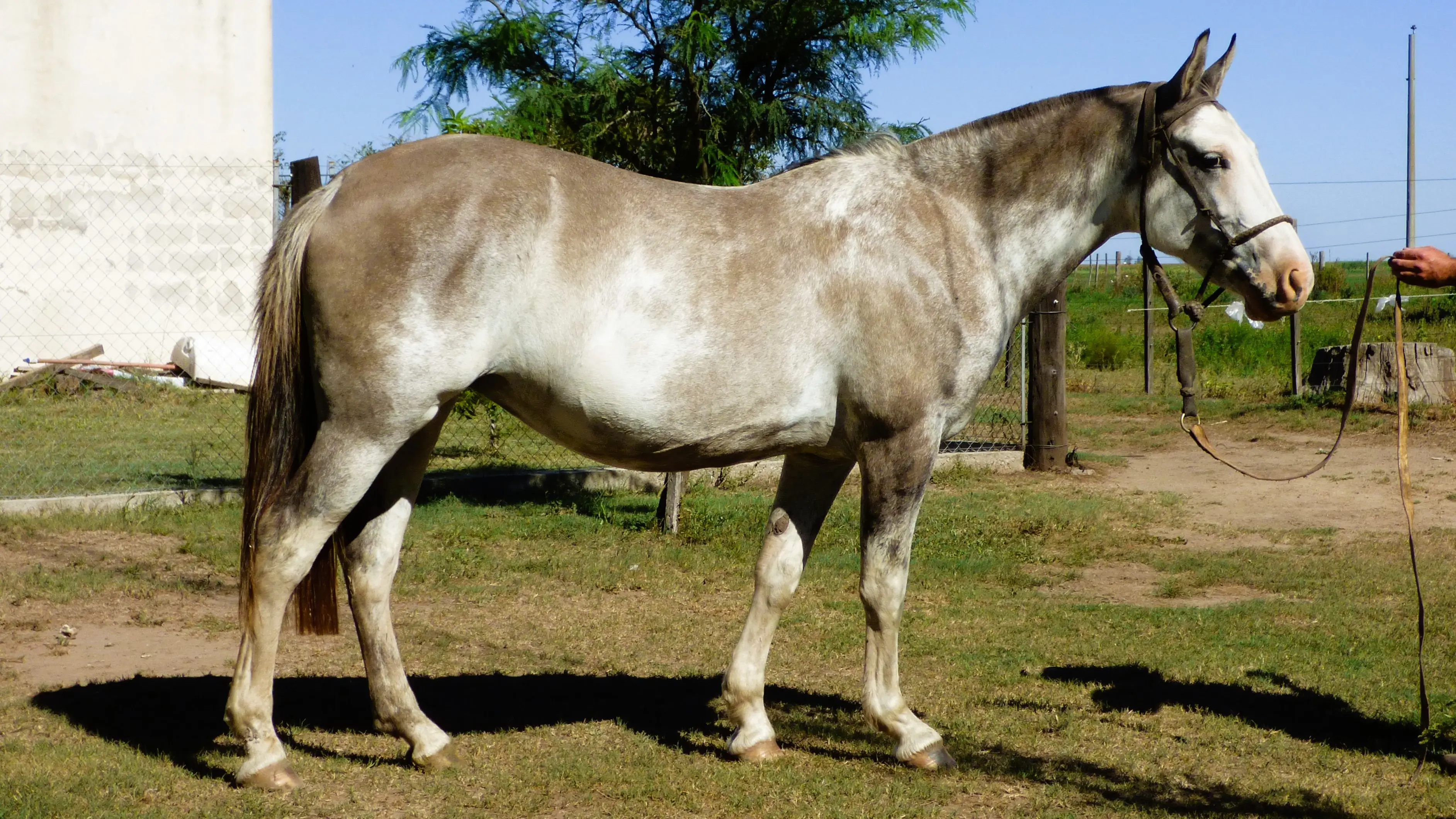 Yegua destacada overa lobuna para aprender a andar a caballo