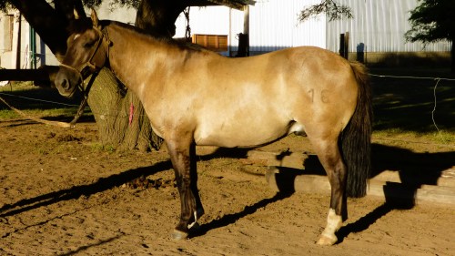 caballo criollo puro en venta