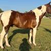Caballo en venta Tobiano alazan muy manso