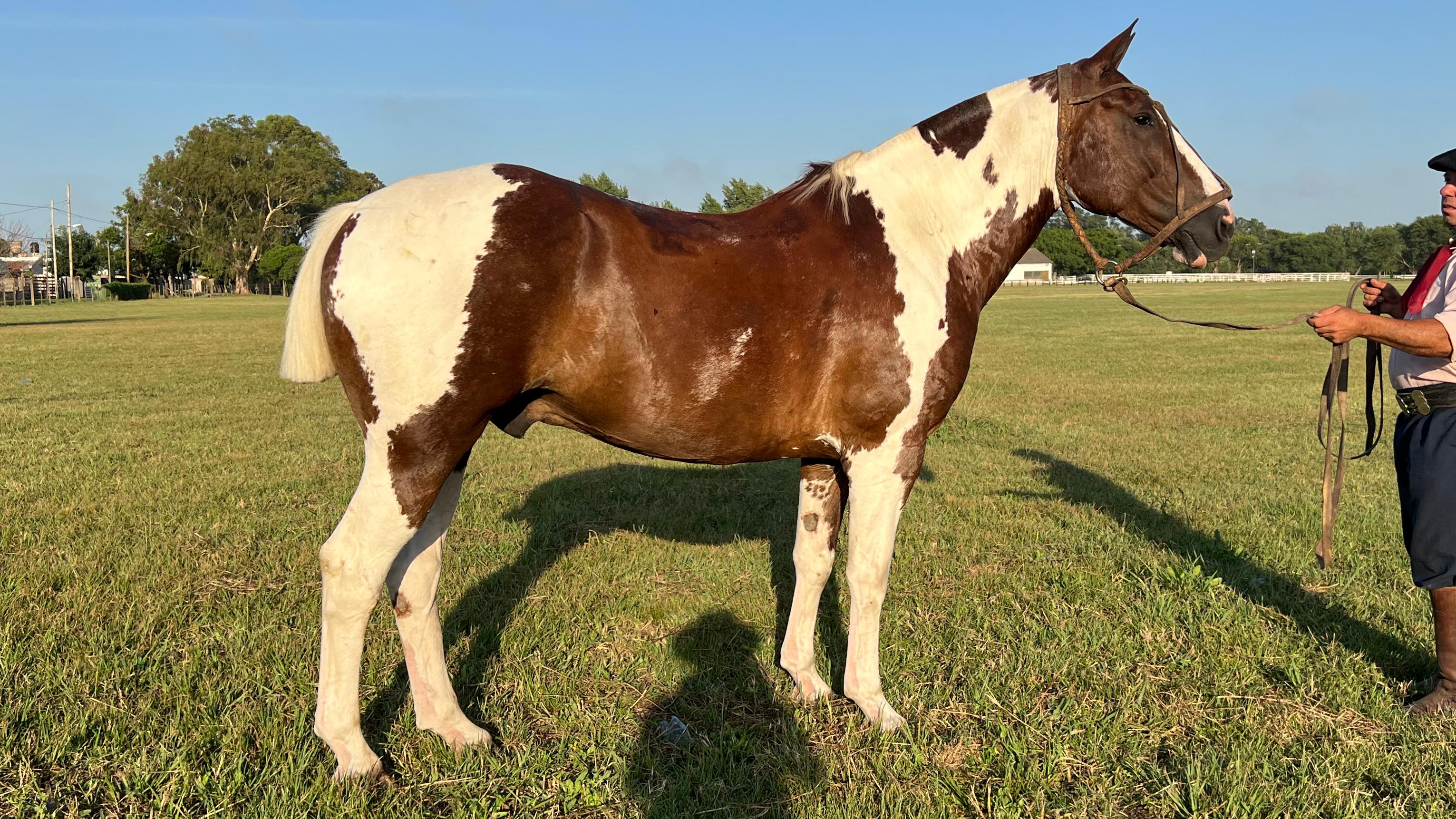 Caballo en venta Tobiano alazan muy manso