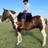 Caballo en venta Tobiano alazan muy manso