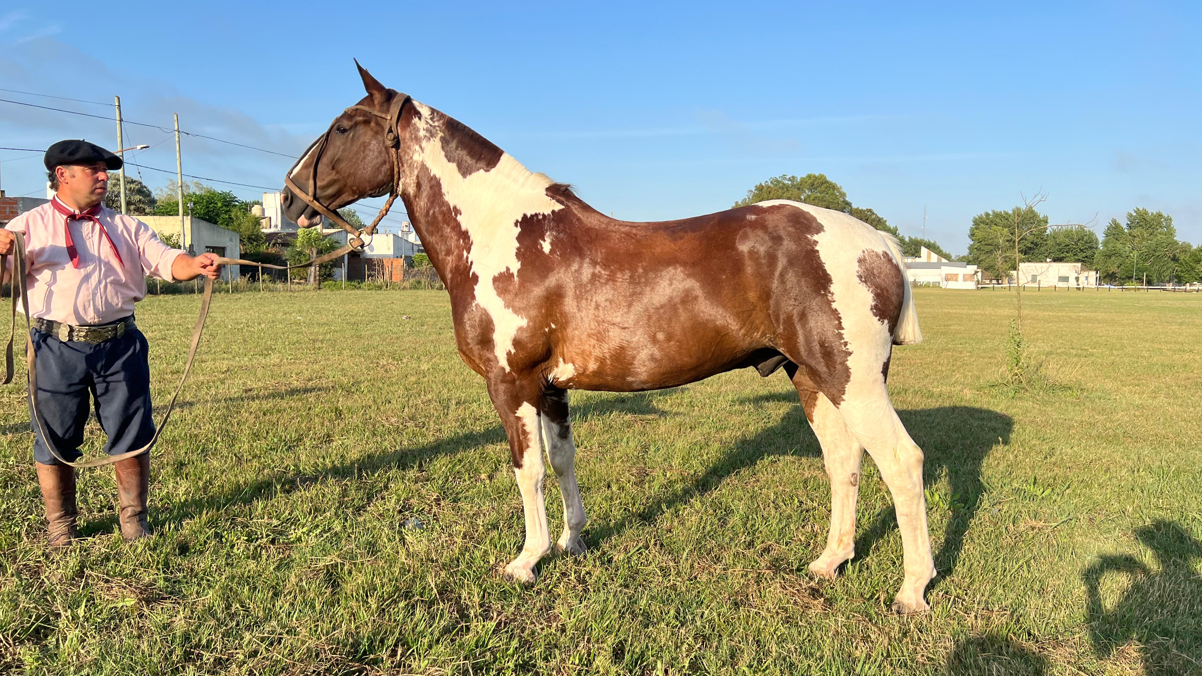 Caballo en venta Tobiano alazan muy manso