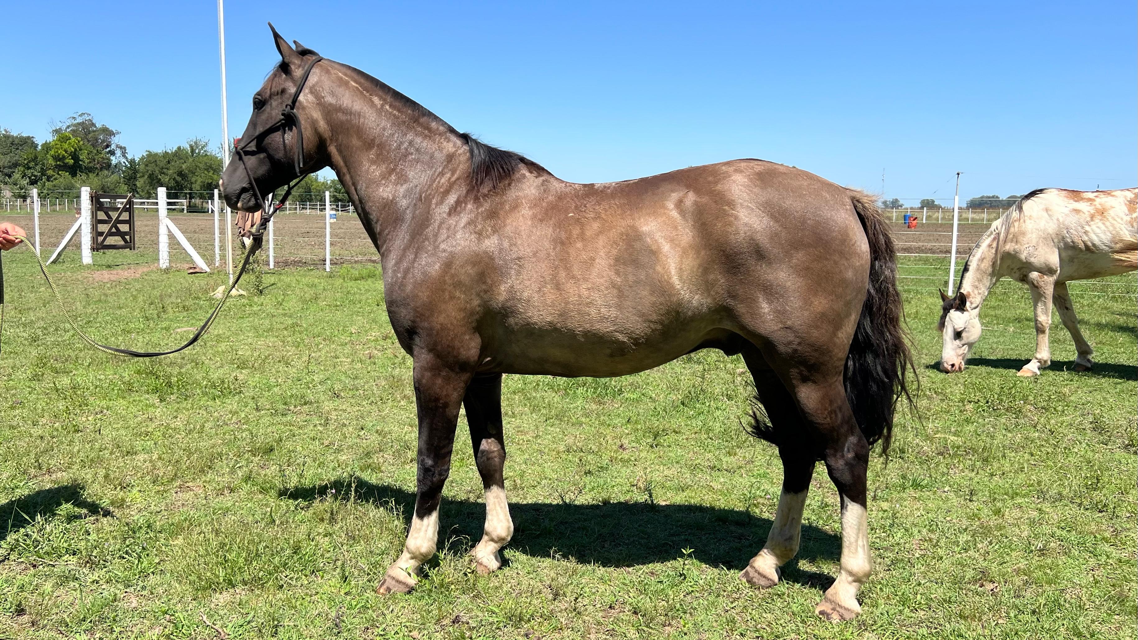 caballo Criollo en venta Lobuno garantido de manso para principiantes