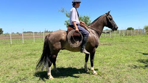 Criollo Lobuno garantido de manso para principiantes