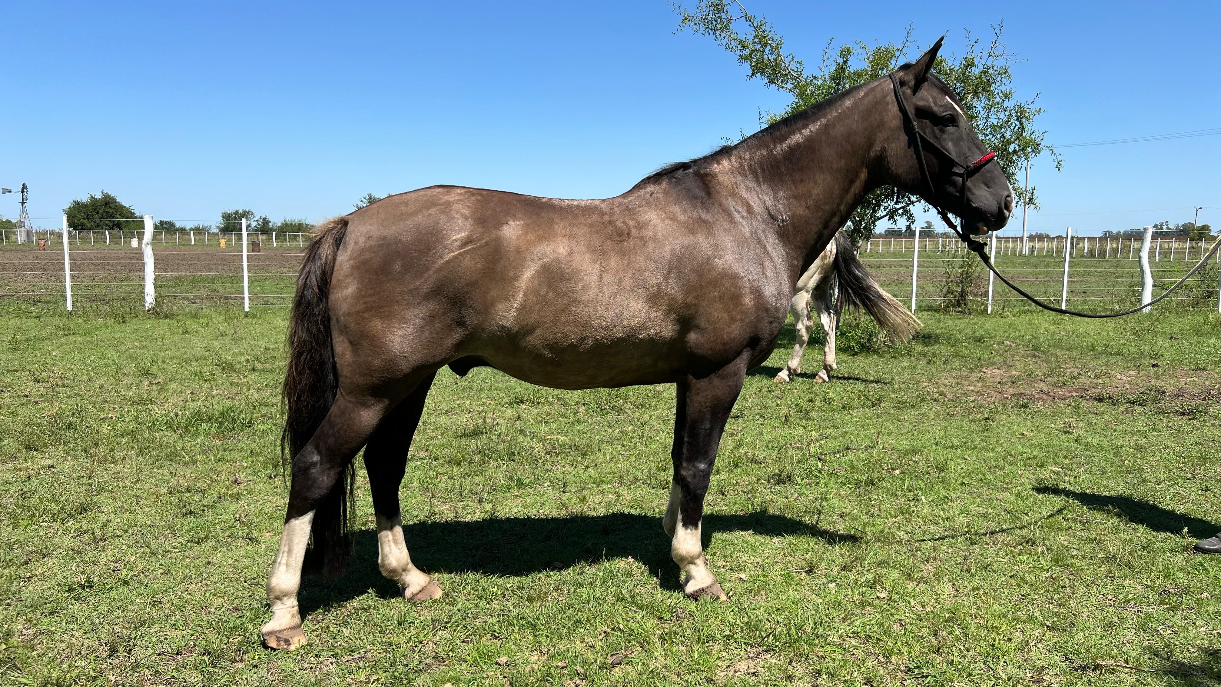 caballo Criollo en venta Lobuno garantido de manso para principiantes