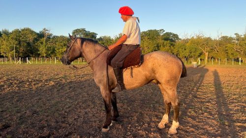 Caballo moro entrepesado manso