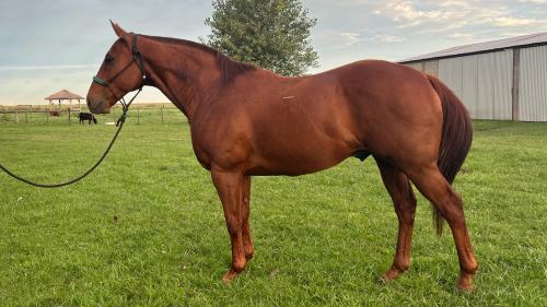 Caballo alazán de 1,63 muy manso y grande